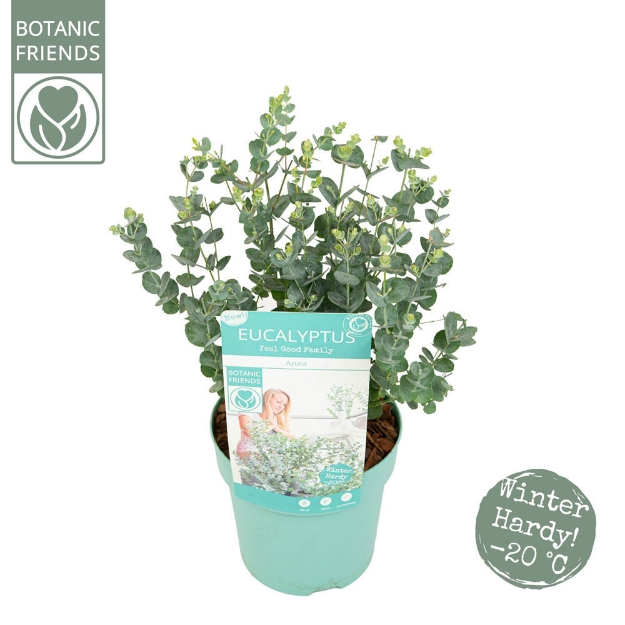 Image de Eucalyptus gunnii 'Azura' (PBR)