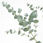 Image de Eucalyptus gunnii 'Azura' (PBR)