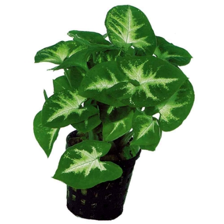 Agrandir l'image de Plante Syngonium Pixii 5 Cm En Pot Image de Plante Syngonium Pixii 5 Cm En Pot