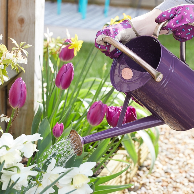 Image de Arrosoir métal   - Violet 9L