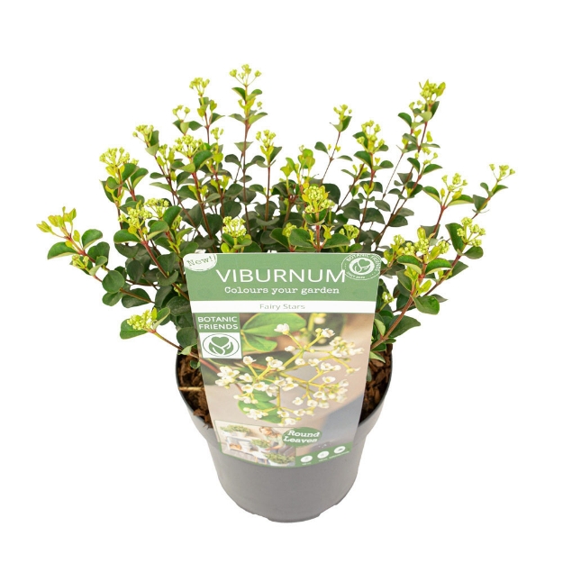 Image de Viburnum 'Fairy Stars'® (PBR)
