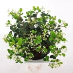 Image de Viburnum 'Fairy Stars'® (PBR)