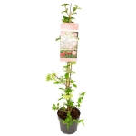 Image de Viburnum plic. Kilimandjaro® 'Sunrise' (PBR)