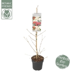 Image de Viburnum plic. Kilimandjaro® 'Sunrise' (PBR)