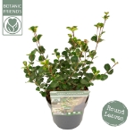 Image de Viburnum 'Fairy Stars'® (PBR)