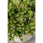 Image de Viburnum 'Fairy Stars'® (PBR)
