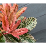 Image de Photinia serr. 'Pink Crispy' (PBR)