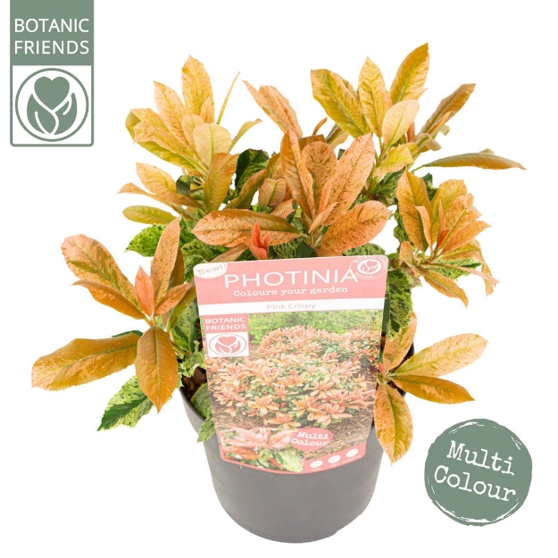 Image de Photinia serr. 'Pink Crispy' (PBR)