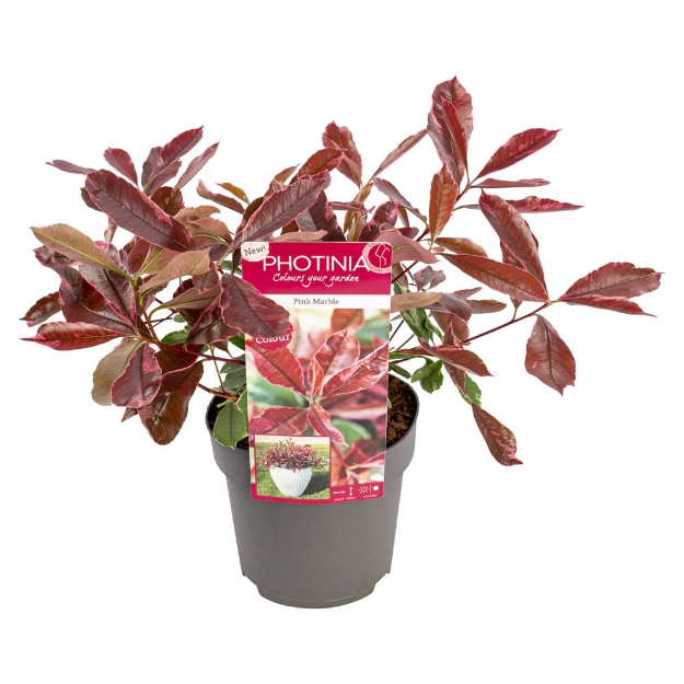 Image de Photinia fras. 'Pink Marble'®