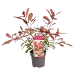 Image de Photinia fras. 'Pink Marble'®