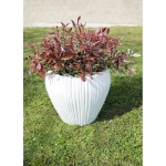 Image de Photinia fras. 'Pink Marble'®