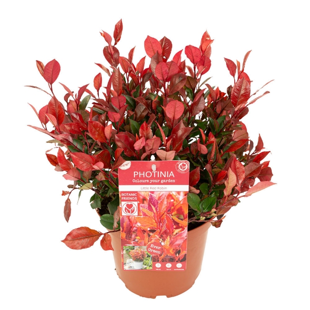 Image de Photinia fras. 'Little Red Robin'