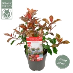 Image de Photinia fras. 'Magical Volcano' (PBR)