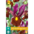 Image de 10 iris hollandica red ember nj calibre : 7/8