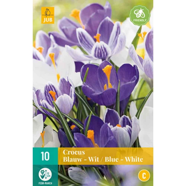 Image de 10 crocus bleu - blanc micalibre : 8/9