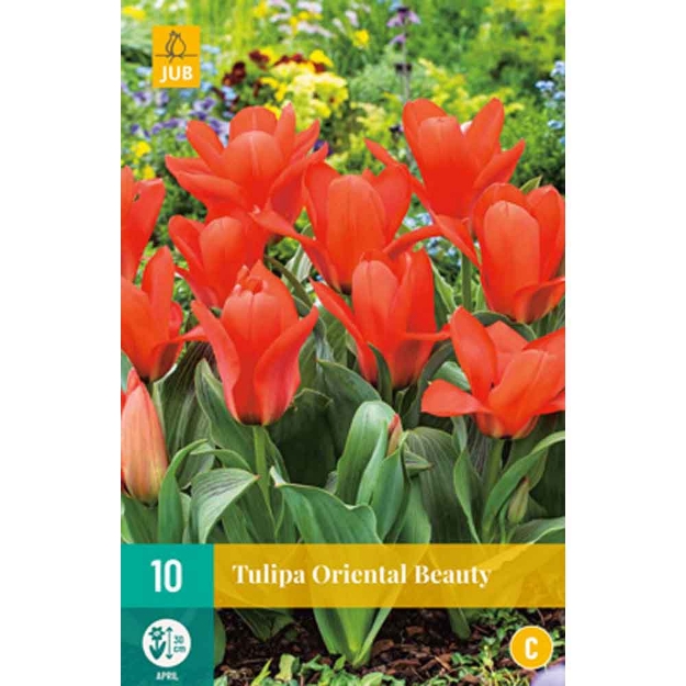 Image de 10 tulipes oriental beauty calibre : 11/12