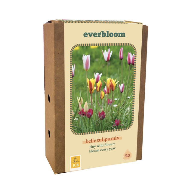 Image de 1 BOITE 20 EVERBLOOM TULIPA BELLE TULIPA MI6/+