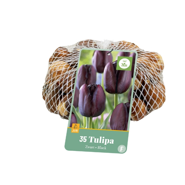 Image de 35 TULIPES NOIR 10/11