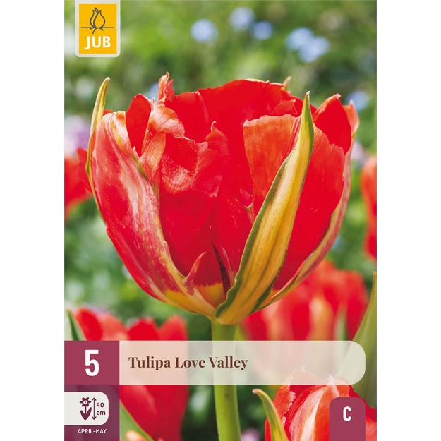 Image de 5 TULIPES LOVE VALLEY 11/12