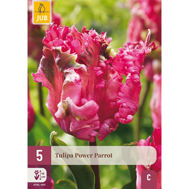 Image de 5 TULIPES POWER PARROT 11/12