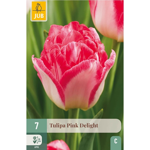 Image de 7 TULIPES PINK DELIGHT 11/12