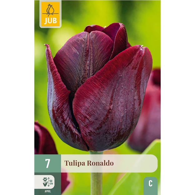 Image de 7 TULIPES RONALDO 11/12
