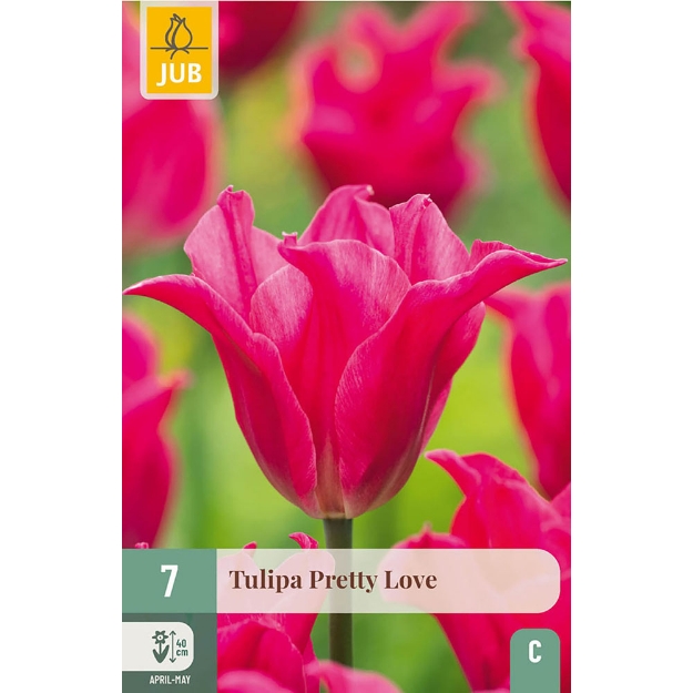 Image de 7 TULIPES PRETTY LOVE 11/12