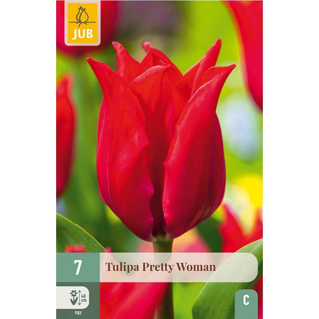 Image de 7 TULIPES PRETTY WOMAN 11/12
