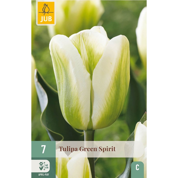 Image de 7 TULIPES GREEN SPIRIT 11/12