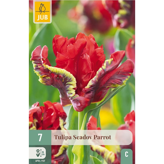 Image de 7 TULIPA SEADOV PARROT 11/12