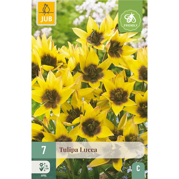 Image de 7 TULIPES LUCCA 6/+