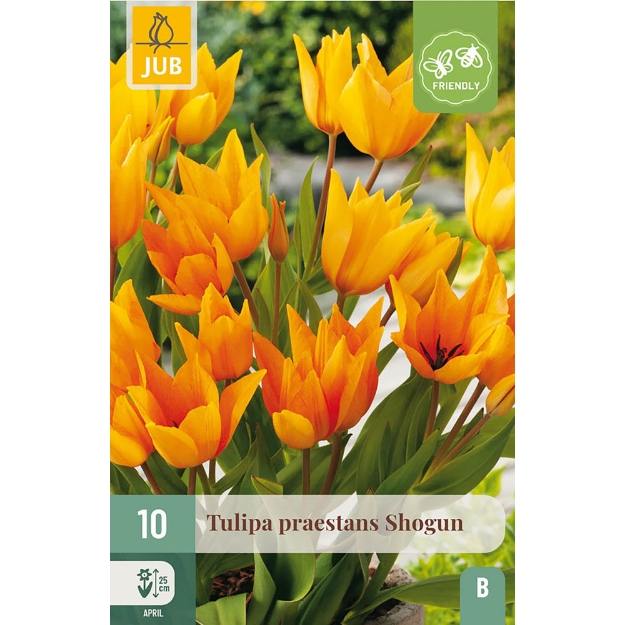 Image de 10 TULIPES PREASTANS SHOGUN 8/9