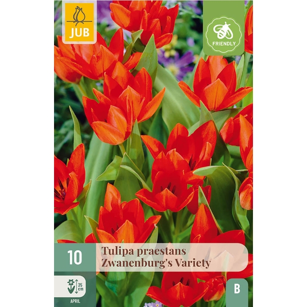 Image de 10 TULIPES PRAESTANS ZWANENBURG VARIETY 8/9