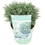 Image de Green Elements® 'Blue Moon' (PBR)