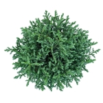 Image de Green Elements® 'Blue Moon' (PBR)