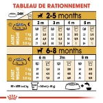 Image de BHN Chihuahua Puppy 1,5kg