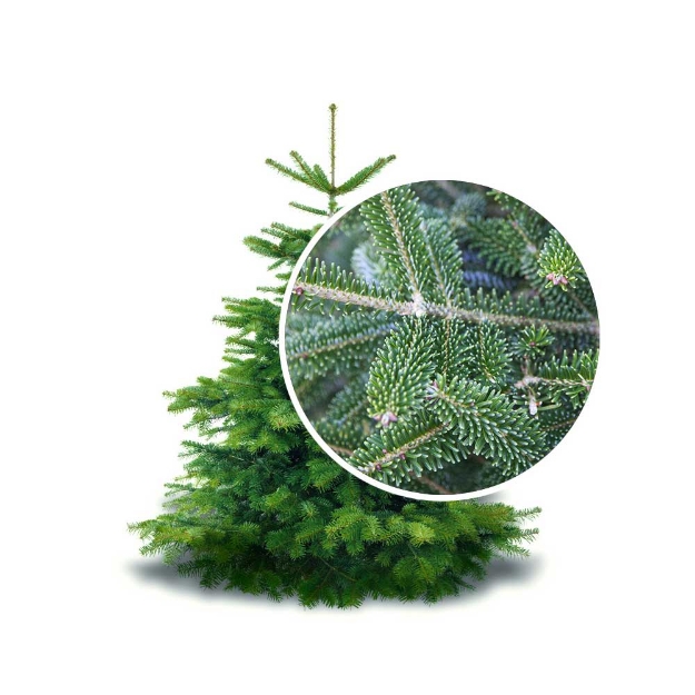 Image de FRASERI CULTIVE EN POT 175-200cm