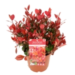 Image de Photinia fras. 'Little Red Robin'