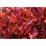 Image de Photinia fras. 'Little Red Robin'