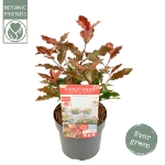 Image de Photinia fras. 'Magical Volcano' (PBR)