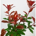 Image de Photinia fras. 'Magical Volcano' (PBR)