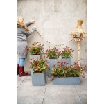 Image de Photinia fras. 'Magical Volcano' (PBR)