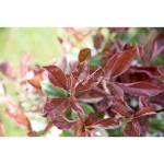 Image de Photinia fras. 'Pink Marble'®