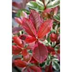 Image de Photinia fras. 'Pink Marble'®