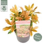 Image de Photinia serr. 'Pink Crispy' (PBR)