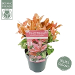 Image de Photinia serr. 'Pink Crispy' (PBR)