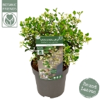 Image de Viburnum 'Fairy Stars'® (PBR)