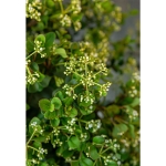 Image de Viburnum 'Fairy Stars'® (PBR)