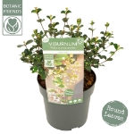 Image de Viburnum 'Fairy Stars'® (PBR)