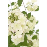 Image de Viburnum plic. Kilimandjaro® 'Sunrise' (PBR)